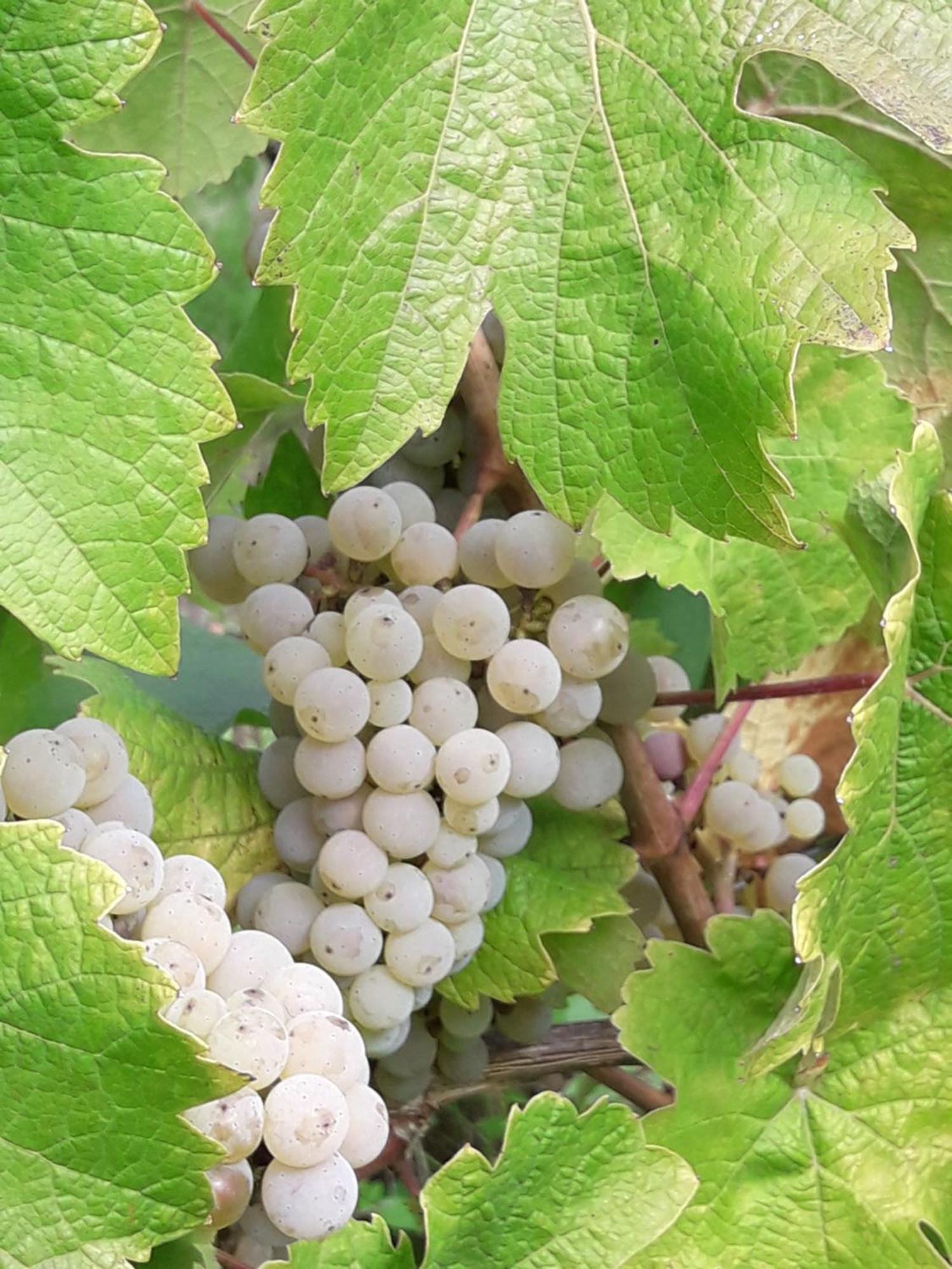 Weinhof Michael Morbach Hotel Zeltingen-Rachtig Eksteriør billede